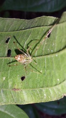 Theridiidae