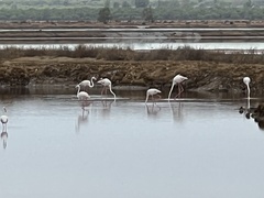Phoenicopterus roseus