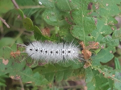 Lophocampa caryae