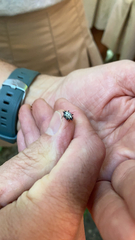 Gasteracantha cancriformis