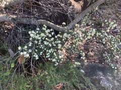 Phebalium squamulosum