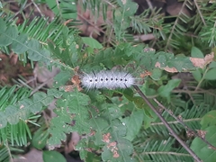 Lophocampa caryae