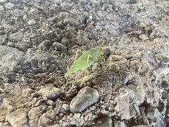 Microcentrum retinerve