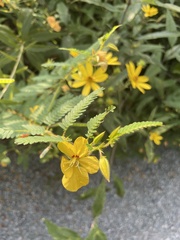 Chamaecrista