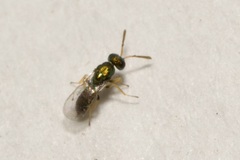 Pteromalidae