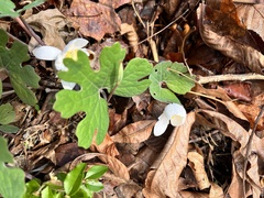 Sanguinaria canadensis