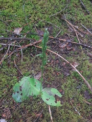Platanthera hookeri image