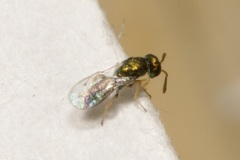 Pteromalidae