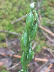 Platanthera hookeri image