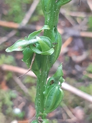Platanthera hookeri image