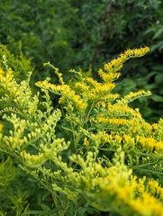 Solidago