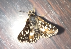 Spialia