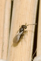 Scelionidae