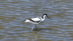 Recurvirostra avosetta