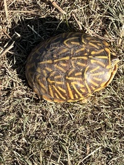 Terrapene ornata