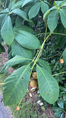 Aesculus parviflora