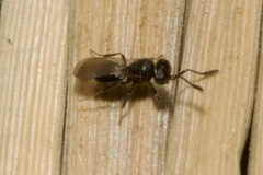 Scelionidae