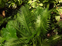 Blechnum orientale