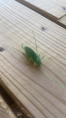 Pterophylla camellifolia