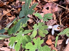 Sanguinaria canadensis