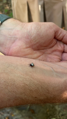 Gasteracantha cancriformis