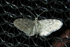 Eupithecia miserulata
