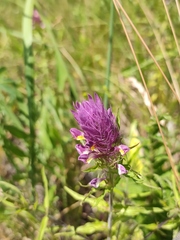 Melampyrum arvense