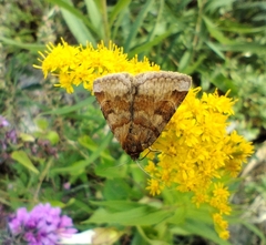 Euclidia glyphica