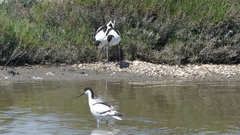 Recurvirostra avosetta