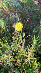 Pyrrhopappus carolinianus