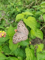 Junonia atlites