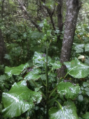 Cardiocrinum cordatum