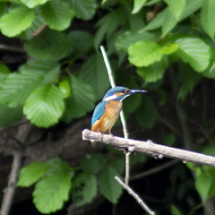 Alcedo atthis