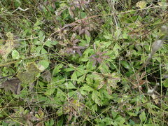 Anemonoides sylvestris