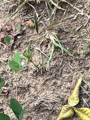 Lespedeza procumbens