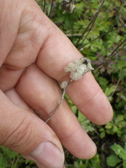 Anemonoides sylvestris