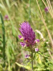 Melampyrum arvense