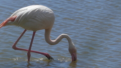 Phoenicopterus roseus