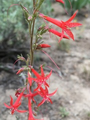 Ipomopsis aggregata formosissima