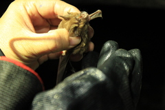 Rhinolophus malayanus