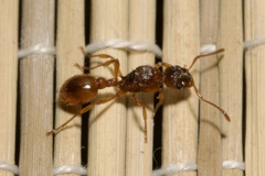 Myrmica rubra