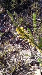 Struthiola eckloniana