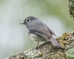 Melaenornis fischeri