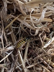Vespula