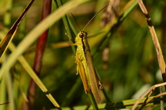 Mecostethus parapleurus