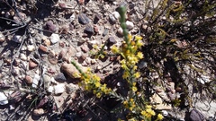 Struthiola eckloniana