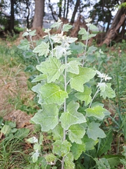 Populus alba