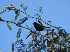 Icterus pyrrhopterus