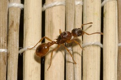 Myrmica rubra