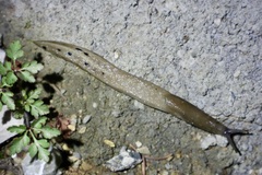 Limax